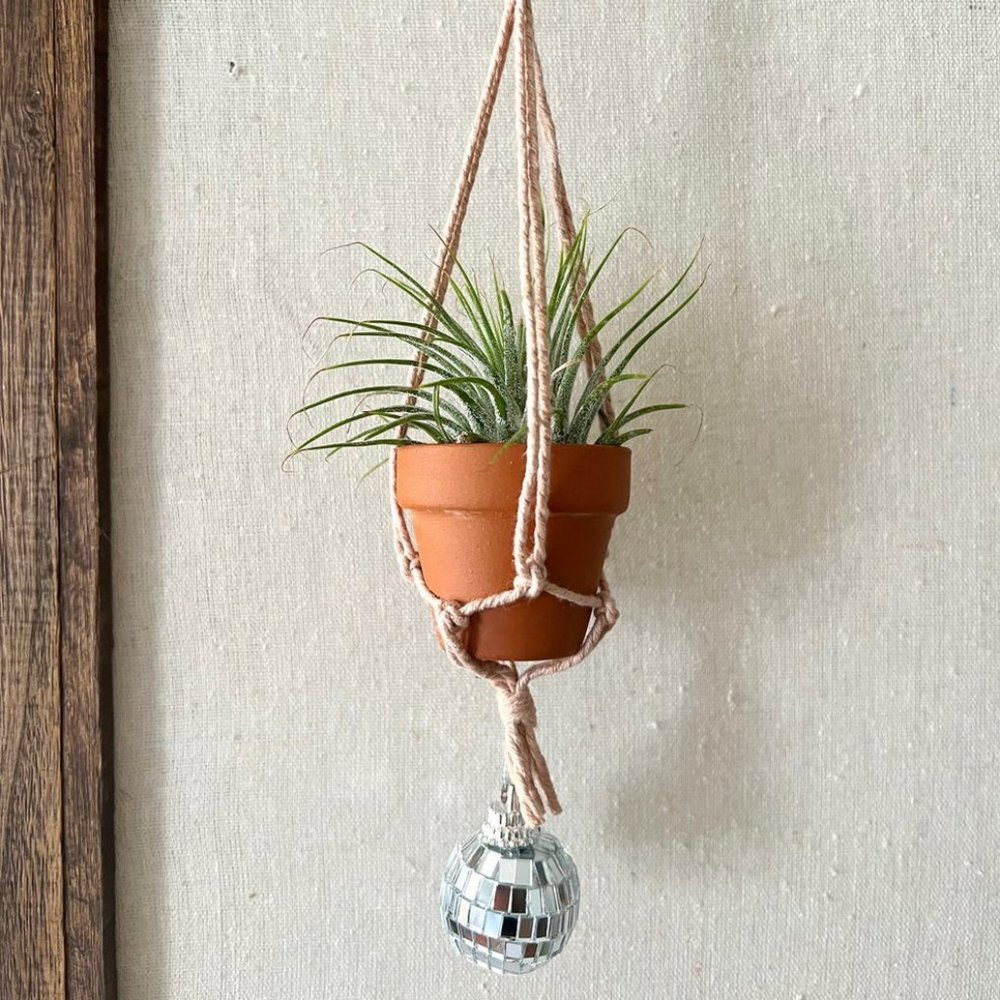 Avocado Pink Disco Air Plant Holder